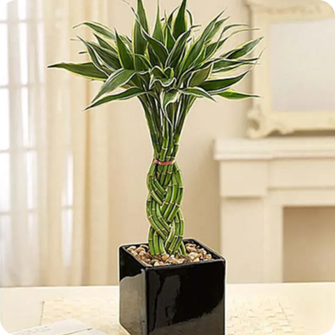 Plants