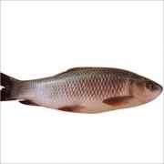 ROHU FISH (4-8 Lbs)