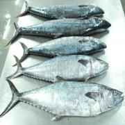 KING FISH STICK (SURMAIL)