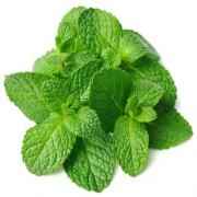 Mint Leaves