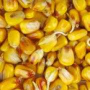 Golden Corn With Water Chestnut
